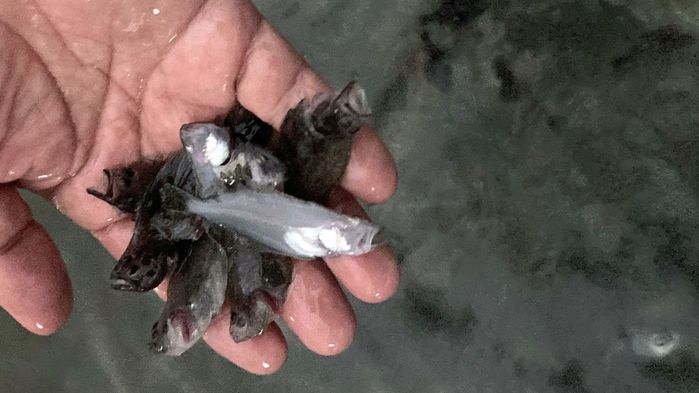 정전으로 폐사한 태안 종묘 배양장 넙치 치어