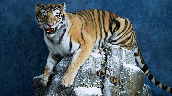 출처=서울대공원 제공, 연합뉴스