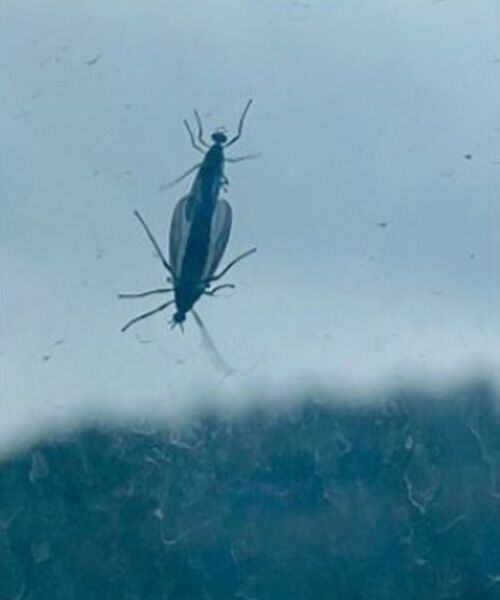 서울 은평·서대문구, 경기 고양시 등지에 이른바 '러브 버그'라 불리는 벌레 떼가 출몰해 주민들이 불편을 겪고 있다. 사진은 '러브 버그' 모습. (사진=독자 제공, 연합뉴스)