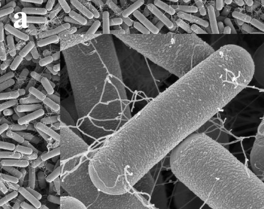 현미경으로 촬영된 바실러스 세레우스 세균. (사진=Bacillus cereus ATCC 14579 RpoN (Sigma 54) Is a Pleiotropic Regulator of Growth, Carbohydrate Metabolism, Motility, Biofilm Formation and Toxin Production 논문 중 발췌)
