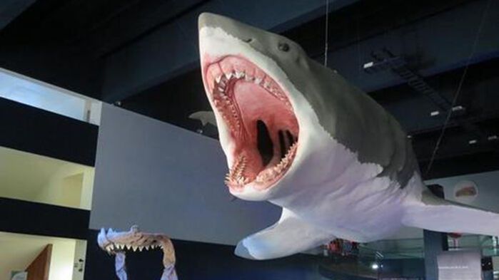 멕시코 프에블라 진화박물관의 메갈로돈 모형