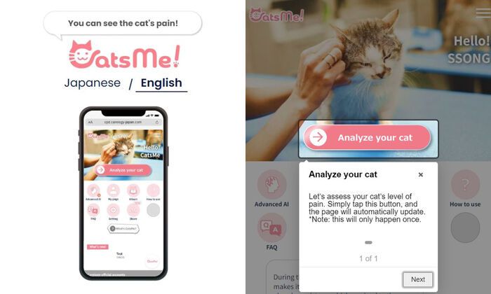 고양이 통증 감별하는 AI 앱 '캣츠미' 페이지 사진. 고양이 사진을 업로드해 통증을 분석해준다. (사진=캣츠미(CatsMe!) 앱)