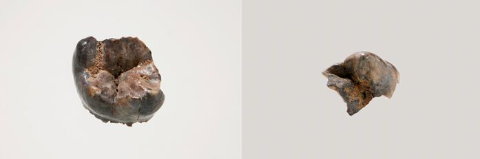 공주 왕릉원 2호분 출토 어금니