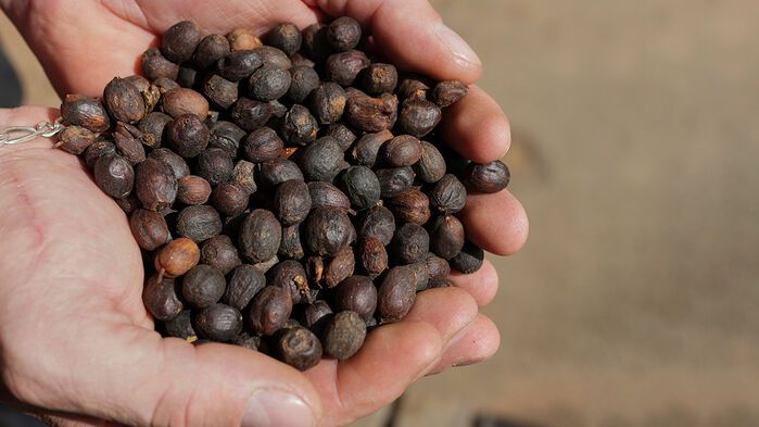 브라질 커피 콩