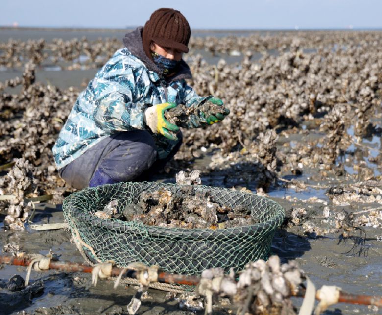 이원면 한 어민이 굴을 수확하고 있다.
