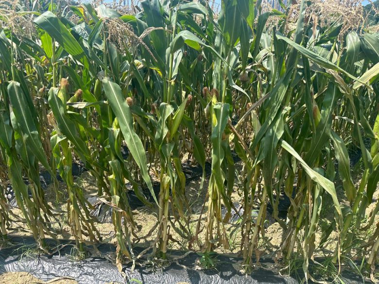 낮 최고기온이 35도를 넘는 폭염이 연일 이어지자 옥수수가 성장을 멈추고 뿌리가 메말라가고 있다. /조은영기자