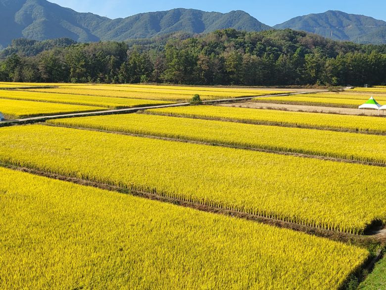 제천시 의림지뜰 농업단지. 사진=제천시제공