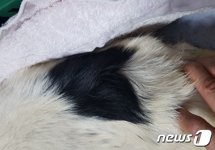 어미 개의 털이 하트 무늬라 '하트'라는 이름을 붙였다. 사진 작은친구동물병원 제공 © 뉴스1