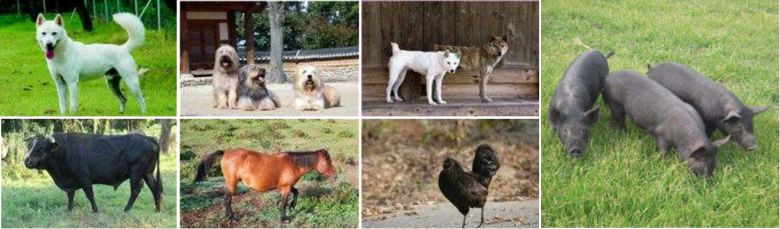 천연기념물 지정 가축 7종. (왼쪽 위부터 시계방향으로)진도개, 삽살개, 동경이, 제주흑돼지, 오계, 제주마, 제주 흑우.(문화재청 제공)© 뉴스1