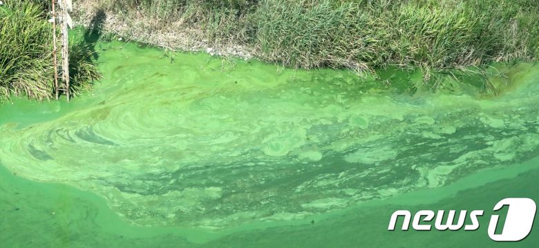 지난 2018년 8월 충남 부여군 백제보 일원의 금강 물줄기가 폭염으로 확산된 녹조로 녹색을 띄고 있는 모습. 2018.8.13/뉴스1 © News1 장수영 기자