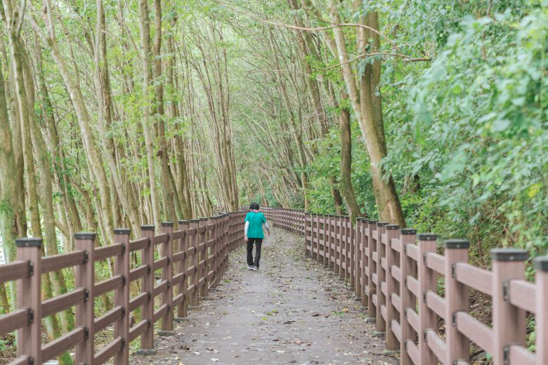 의성읍둘레길의 하이라이트인 두충나무길