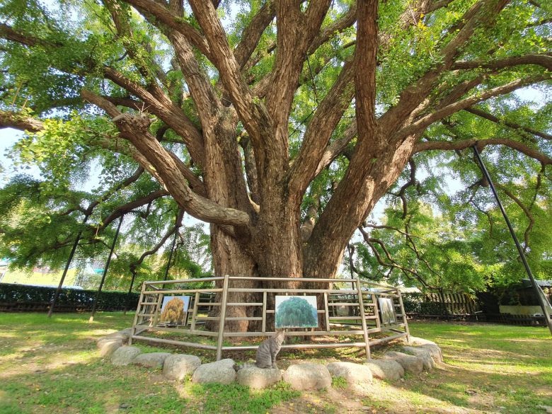 인천 장수동 은행나무 줄기. 문화재청 제공
