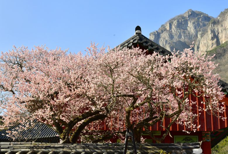 장성 백양사 고불매. 문화재청 제공