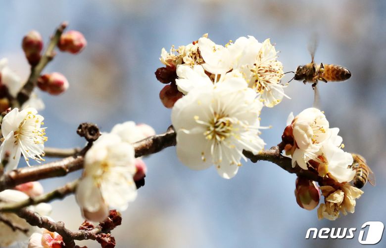 꿀벌이 활짝 핀 매화에서 꽃가루를 채취하고 있다. © News1 김기태 기자
