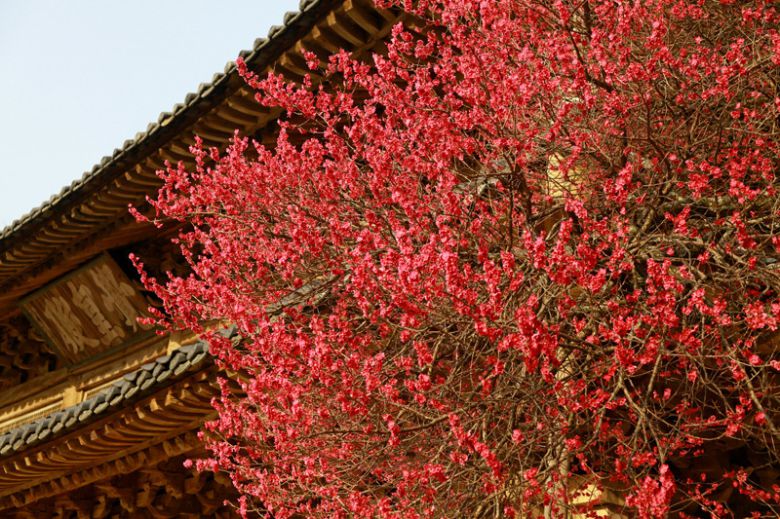 화엄사에 핀 홍매화. 화엄사 제공