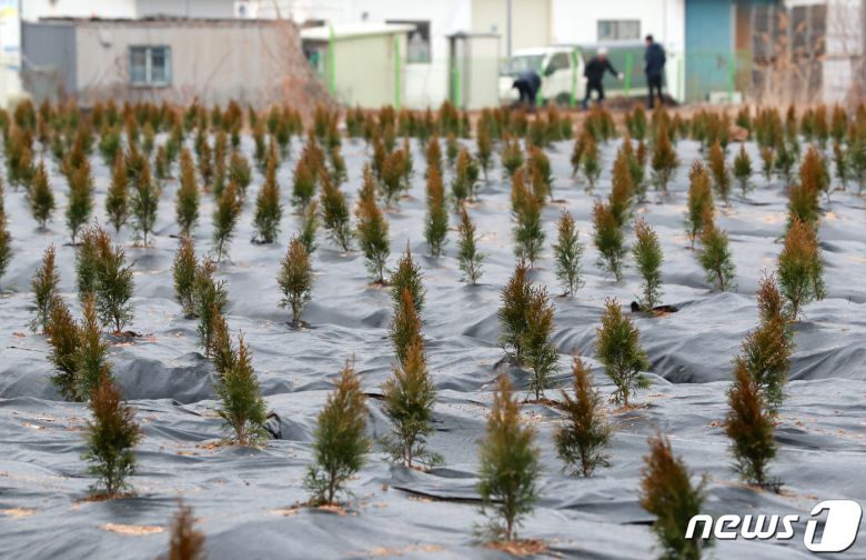 한국토지주택공사(LH) 일부 직원들의 광명 시흥 신도시 땅투기 의혹과 관련해 정부합동조사단이 4일 출범한다. 문재인 대통령이 지난 3일 3기 신도시 전체를 대상으로 신도시 관계자 및 가족들의 토지 거래에 대한 전수 조사를 지시한지 하루만이다. 사진은 이날 LH직원들이 사들인 뒤 묘목을 심어 놓은 경기도 시흥시 과림동 소재 농지의 모습. 2021.3.4/뉴스1 © News1 구윤성 기자