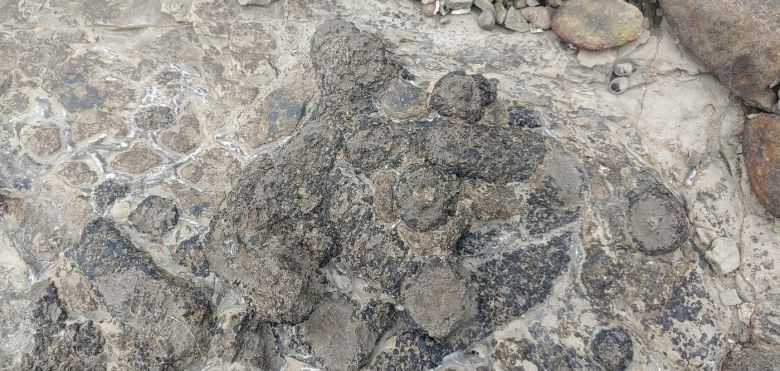 가까이서 본 사천 선전리 백악기 나뭇가지 피복체 산지