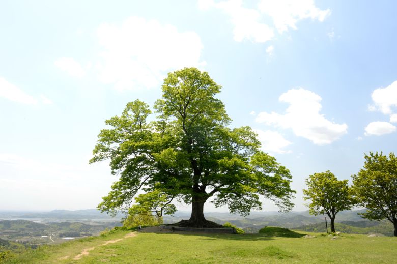 부여 가림성 느티나무
