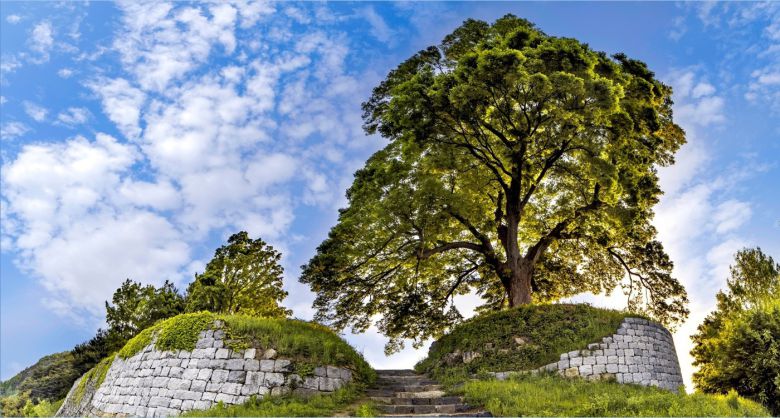 부여 가림성 느티나무(성벽아래서). 문화재청 제공