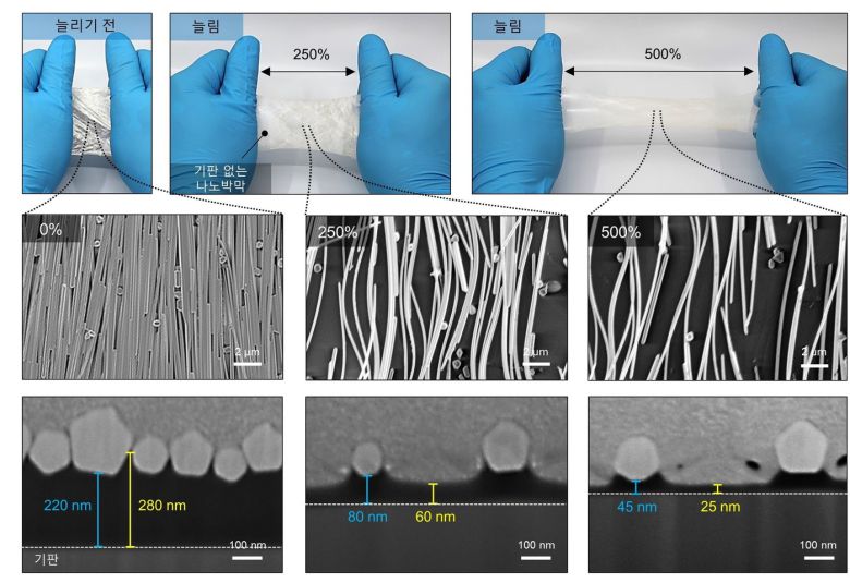 연구진이 제작한 신축성 전극은 원래 길이의 10배까지 늘려도 전기전도성이 유지된다. 그림은 500% 까지 전극을 늘려본 모습. 전도성 나노재료(나노선)는 고무에 안정적으로 고정되어 있다. 아래의 사진에서는 오각형으로된 나노물질이 고무에 박혀있는 '잇몸과 이빨' 구조를 볼 수 있다. (기초과학연구원 제공) 2021.08.26 /뉴스1
