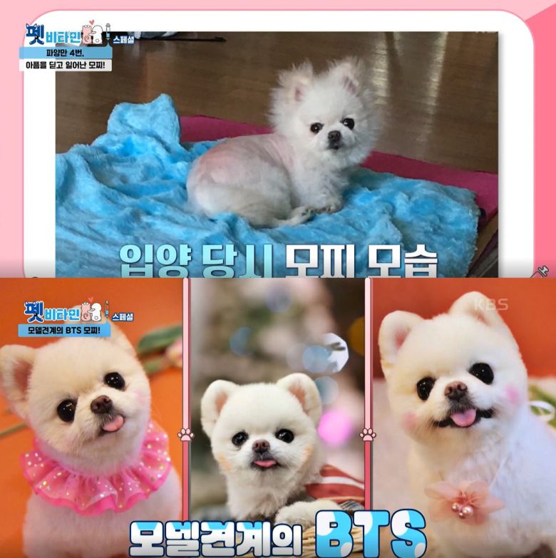 모델견 모찌 (펫비타민 방송 갈무리) © 뉴스1