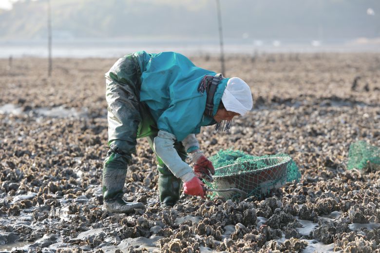 갯벌 내 굴 양식장에서 호미로 굴을 채취하는 모습. 문화재청 제공