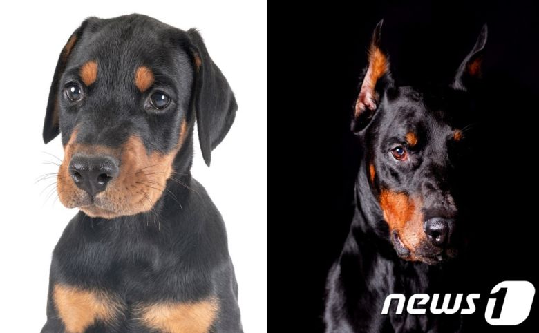 도베르만 핀셔는 원래 귀가 처져 있다. 오른쪽은 단이한 모습 (사진 이미지투데이) © 뉴스1