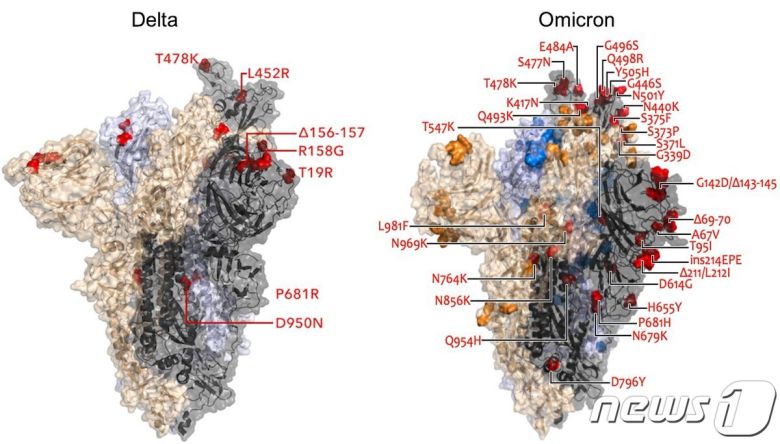 델타 변이와 오미크론 변이의 돌연변이 비교. © 뉴스1 (무지 세빅 교수 트위터)