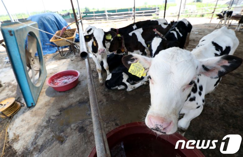 충북 청주시 흥덕구 옥산면의 한 젖소 농장에서 새끼 젖소들이 대형 선풍기 앞에서 더위를 식히고 있다. 2018.7.24/뉴스1 © News1 김용빈 기자