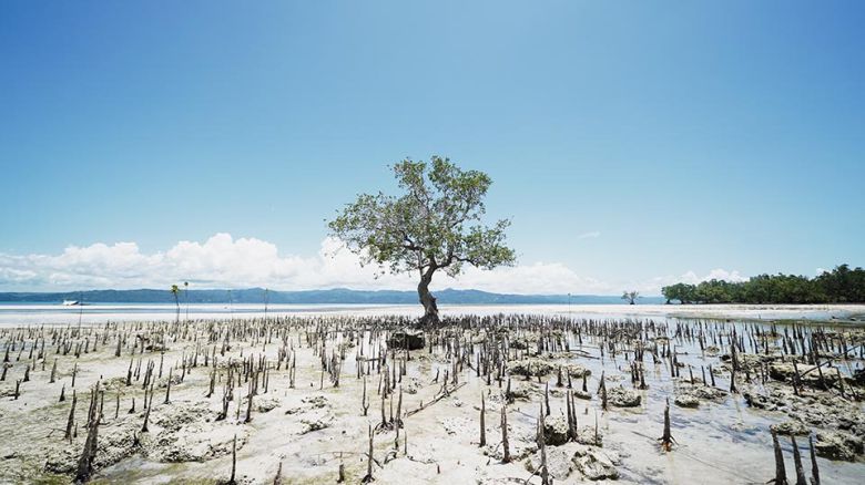 맹그로브 숲 산책하