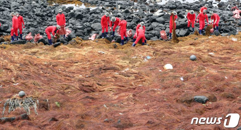 4일 오후 제주시 조천읍 한 해안가에서 해병대 제9여단 장병들이 중국발 괭생이모자반 수거 작업을 하고 있다. 중국 연안에서 발생, 우리 해역으로 떠밀려오는 괭생이모자반의 제주 유입량은 올해 역대 최고치를 기록할 전망이다.2020.6.4/뉴스1 © News1 오현지 기자