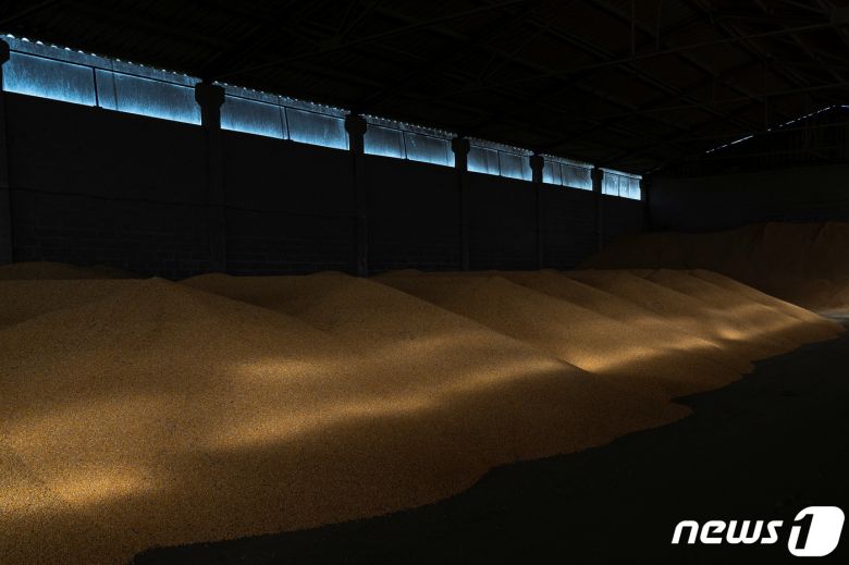 우크라이나 수도 키이우 창고에 보관된 옥수수 알갱이. © 로이터=뉴스1 © News1 정윤영 기자