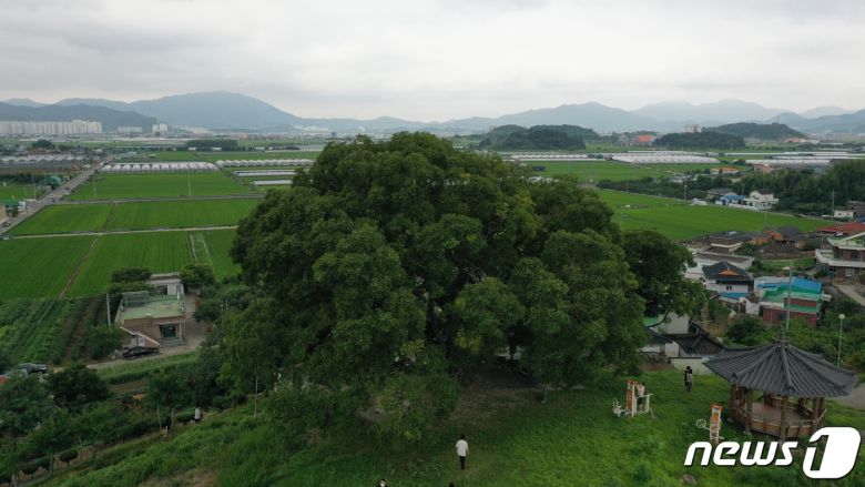 경남 창원시 대산면 북부리 동부마을에 있는 이른바 '소덕동 팽나무'. (문화재청 제공)  ⓒ 뉴스1