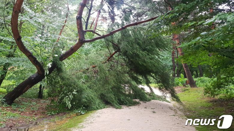 선릉과 정릉 내 쓰러진 소나무. (문화재청 제공) ⓒ 뉴스1