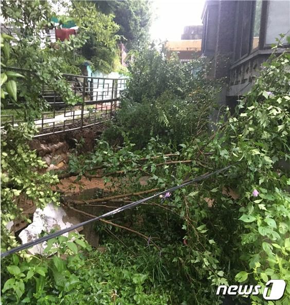 천연기념물인 서울 신림동 굴참나무 주변의 옹벽 및 토사가 유실된 현장. (문화재청 제공)  ⓒ 뉴스1