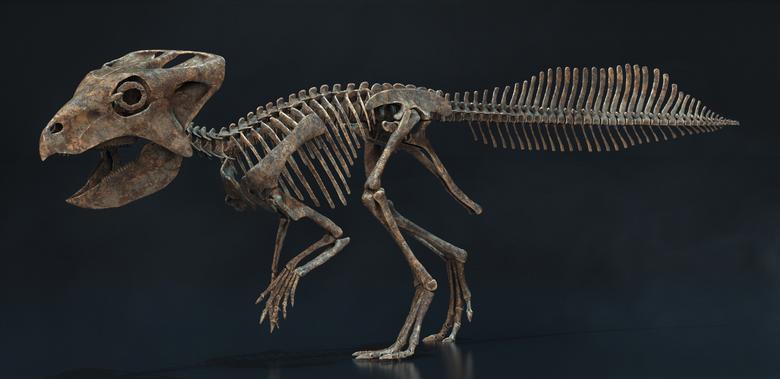 골격 복원도. (화성시 제공)