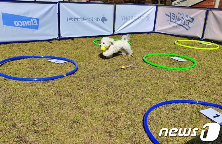 8일 강원 춘천시 강아지숲 테마파크에서는 '2022 도그페스타'가 진행됐다. ⓒ 뉴스1 최서윤 기자