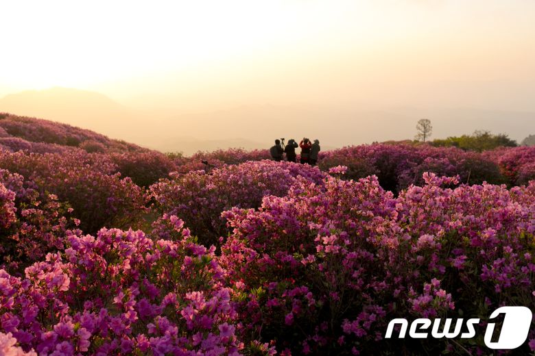 합합천 황매산의 선홍빛 철쭉능선 천상의 화원(합천군 제공)