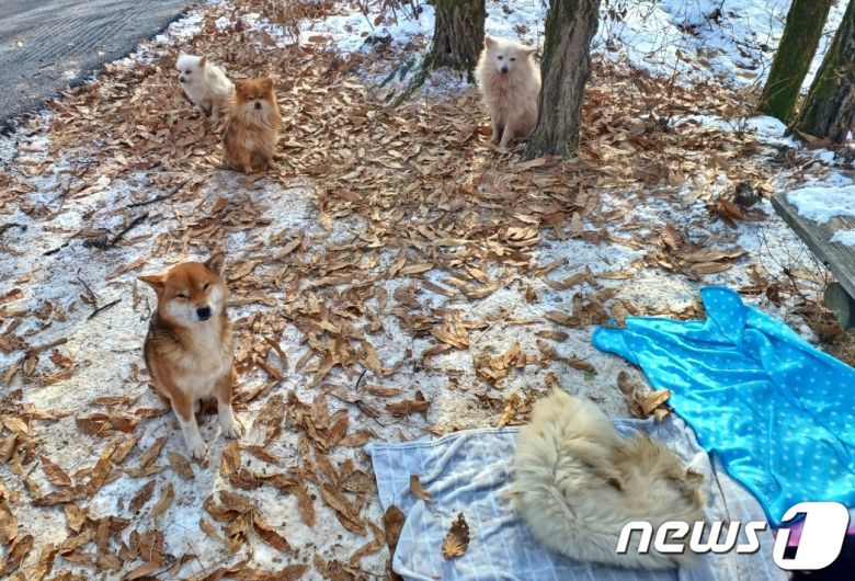 수락산을 떠돌아다니다 구조된 강아지들(사진 인스타그램 heejunpark215) ⓒ 뉴스1