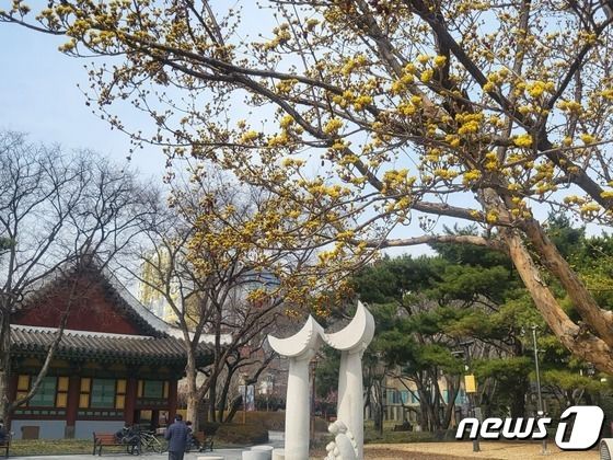 4일 오전 대구 중구 경상감영공원에 산수유 나무에 핀 꽃. 2023.3.4/뉴스1 ⓒ News1 이성덕 기자