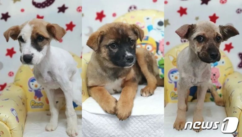 미용 후 깔끔해진 모습의 강아지 삼남매. (인스타그램 @first_du 갈무리)