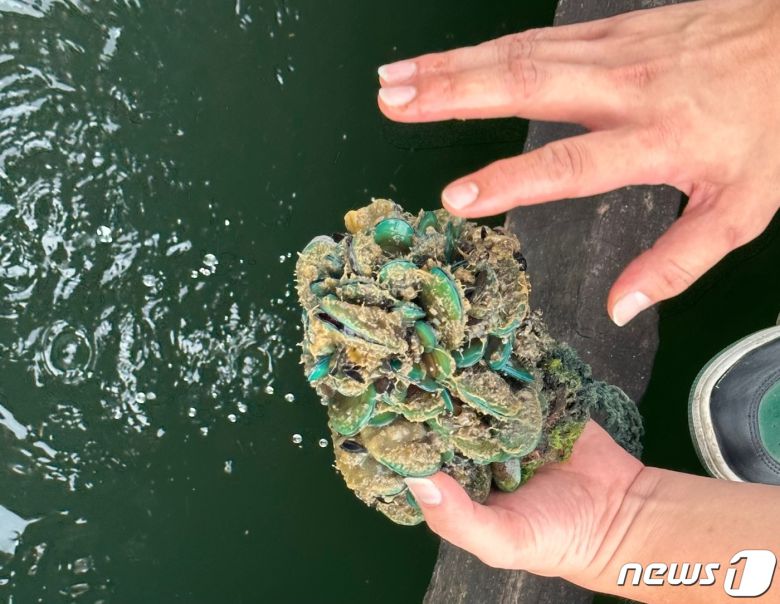 바다 양식장(농장)에서 채취한 홍합ⓒ News1