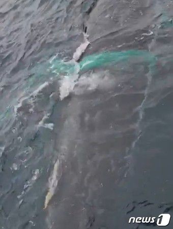 희귀종 '혹등고래'가 경남 홍도 동편 앞바다에서 그물망에 감긴 채 낚시선박 주위를 맴돌고 있다(제보 영상 갈무리)