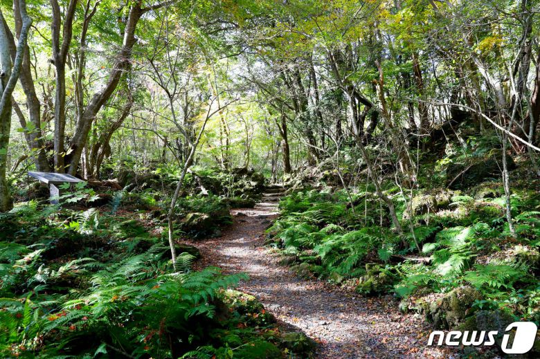 제주 교래자연휴양림 곶자왈 숲길이 전국 명품숲길에 선정됐다.(제주도청 제공)/뉴스1