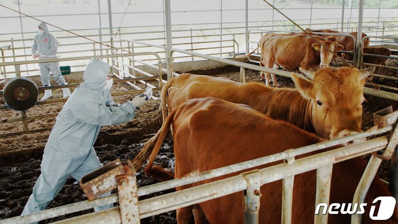 10월 23일 충남 서산시 부석면 봉락리 소 사육 농가가 럼피스킨 백신접종하는 모습.(서산시 제공)/뉴스1