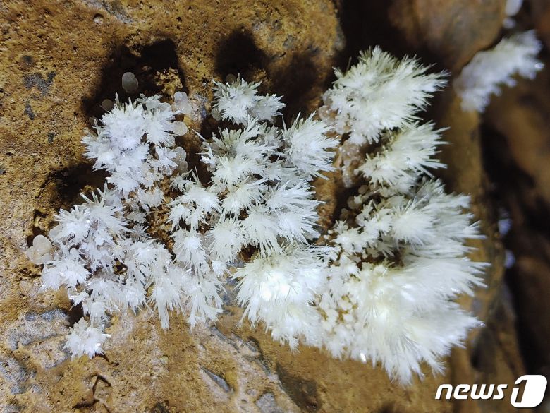 영월 '분덕재동굴'에 있는 석화. 문화재청 제공. ⓒ News1 김일창 기자