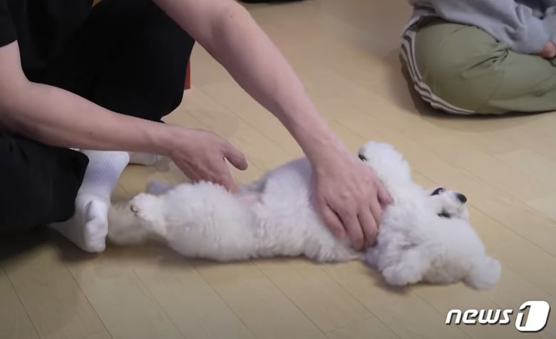 강아지가 너무 격하게 움직이다 허리 디스크가 올 수 있다(성시경 유튜브 갈무리). ⓒ 뉴스1