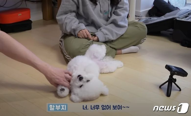 강아지의 발을 잡고 끄는 행동은 조심해야 한다(성시경 유튜브 갈무리). ⓒ 뉴스1