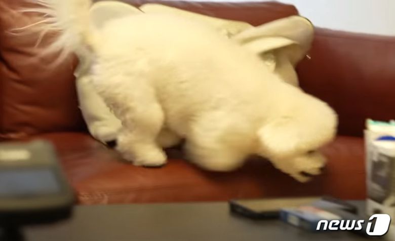 소파에서 뛰어내리는 강아지(성시경 유튜브 갈무리) ⓒ 뉴스1