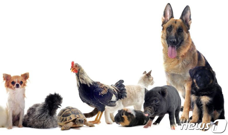 반려동물과 농장동물(사진 이미지투데이) ⓒ 뉴스1